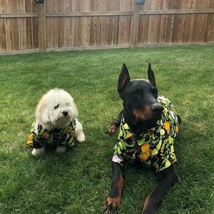 Meet your Posher, Siobhan